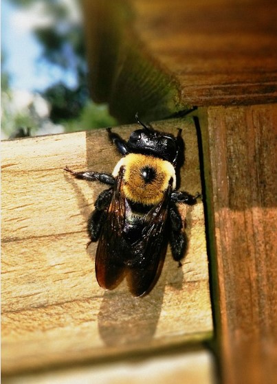 eastern carpenter bee
