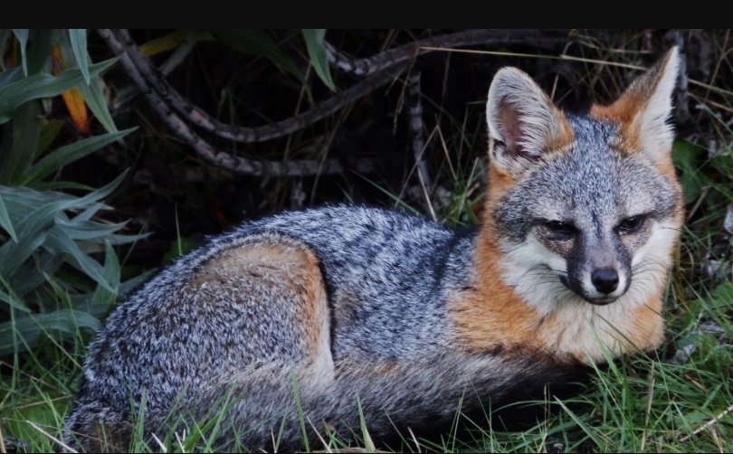 Species of Foxes
types of foxes
pictures of foxes
different types of foxes
how many types of foxes are there
all types of foxes