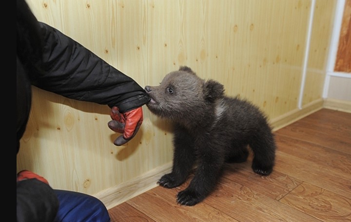 pet bear cub